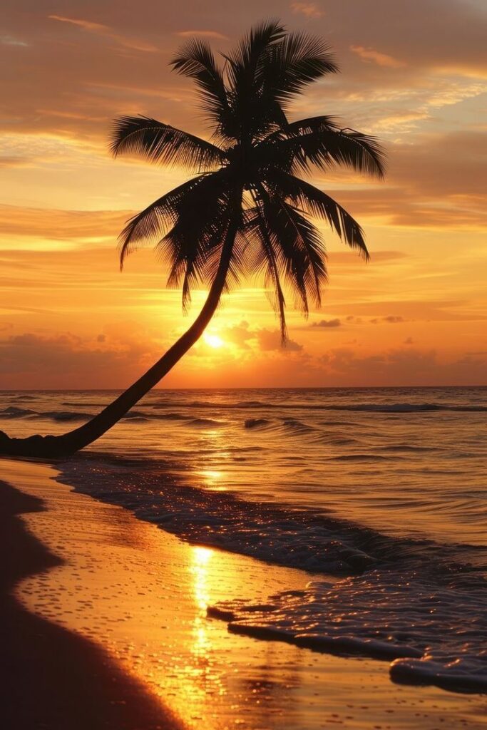 beach sunset tree outdoors.